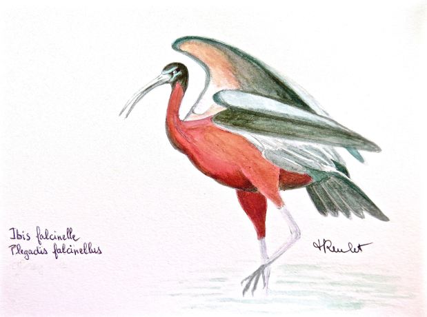 Peinture Ibis falcinelle (Plegadis falcinellus) / Painting A Glossy Ibis